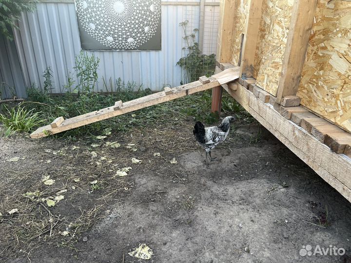 Петухи лакеданзи