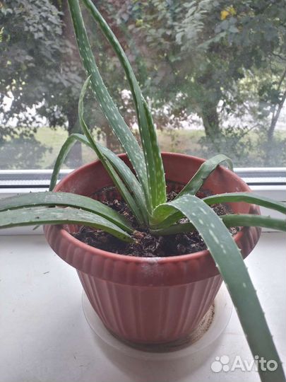 Алоэ вера растение