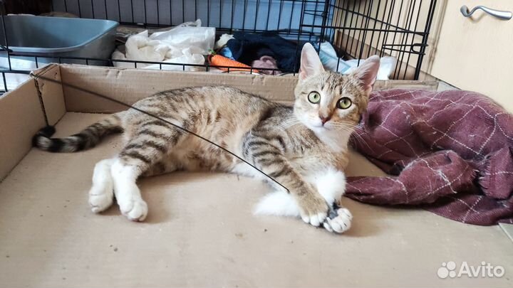 Котенок в добрые руки