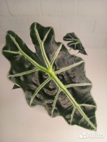 Алоказии, фикус, филодендрон, монстера минима