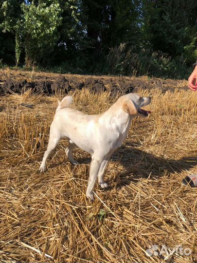 Пес в добрые руки