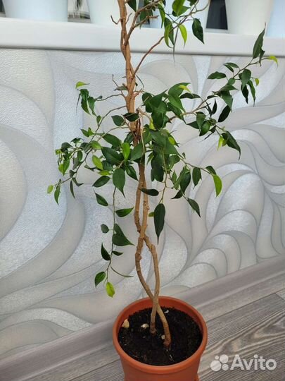 Фикус бенджамина