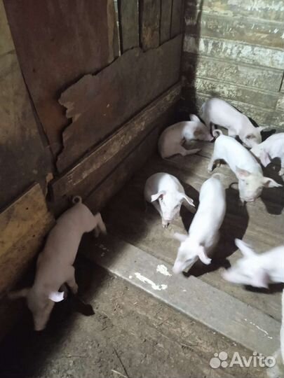 Поросята