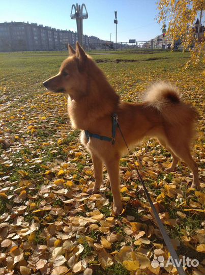 Собака для вязки