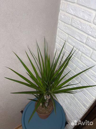 Драцена маргината 2 ствола комнатные цветы