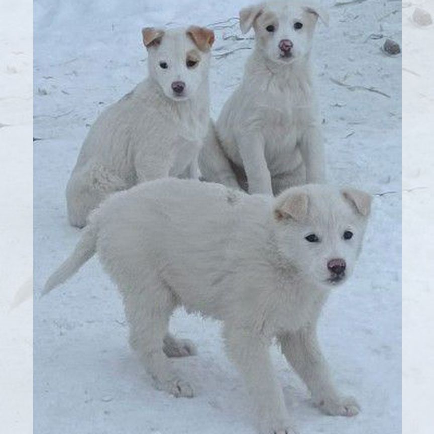 Щенки в добрые руки. Бесплатно