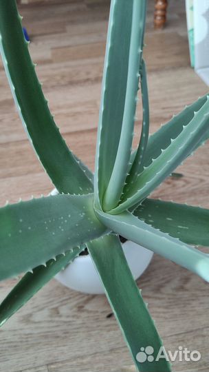 Алоэ вера растение