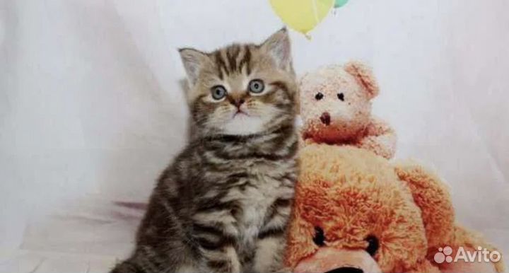 Котята