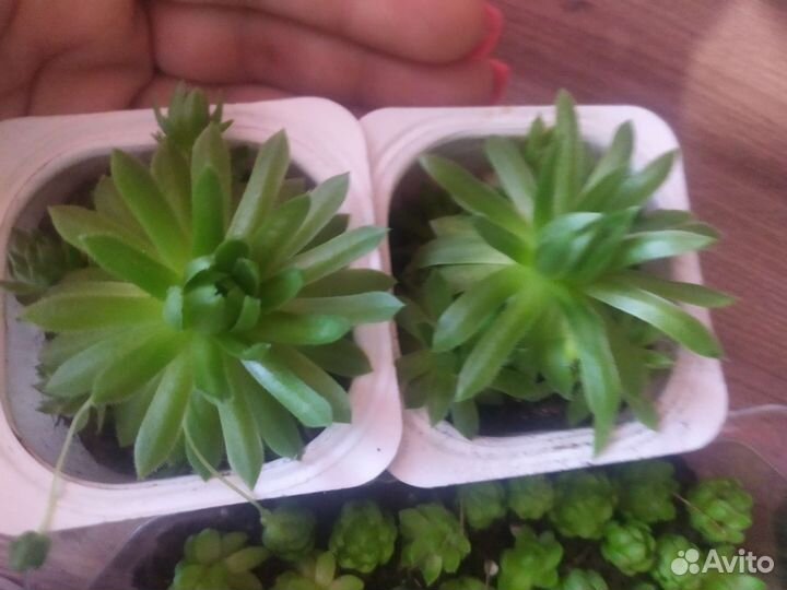 Молодило каменная роза