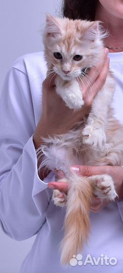 Мейн-кун котёнок котик