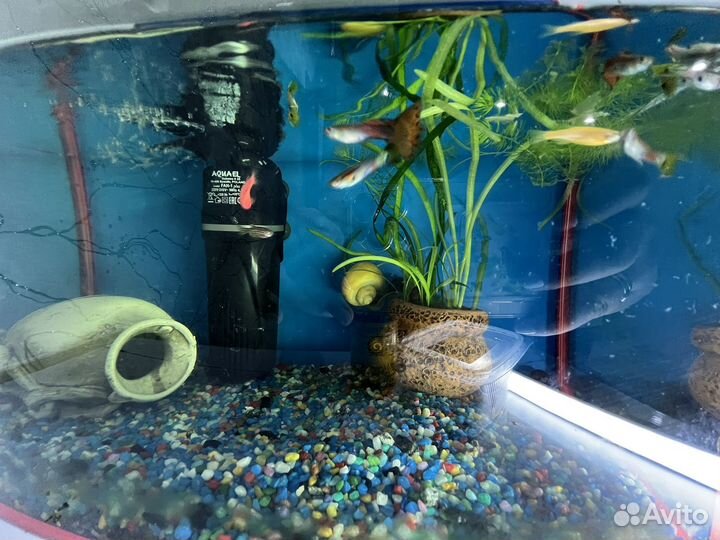 Аквариум