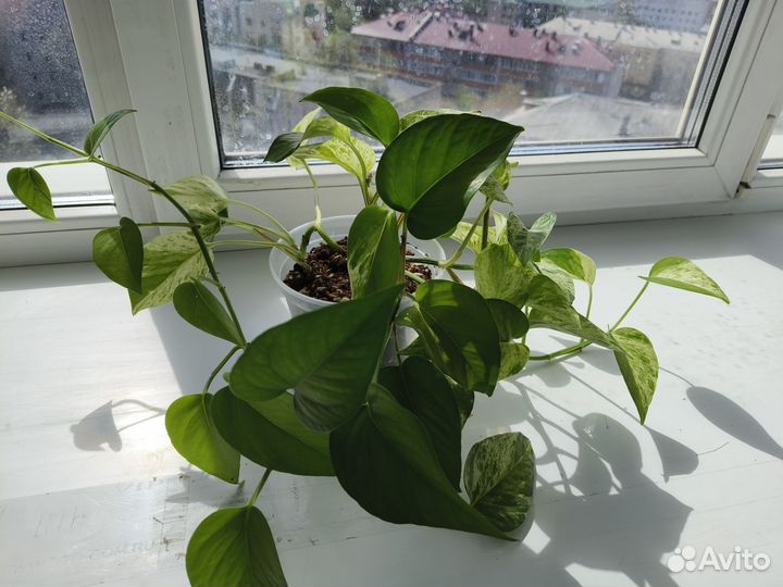 Продам эпипренум