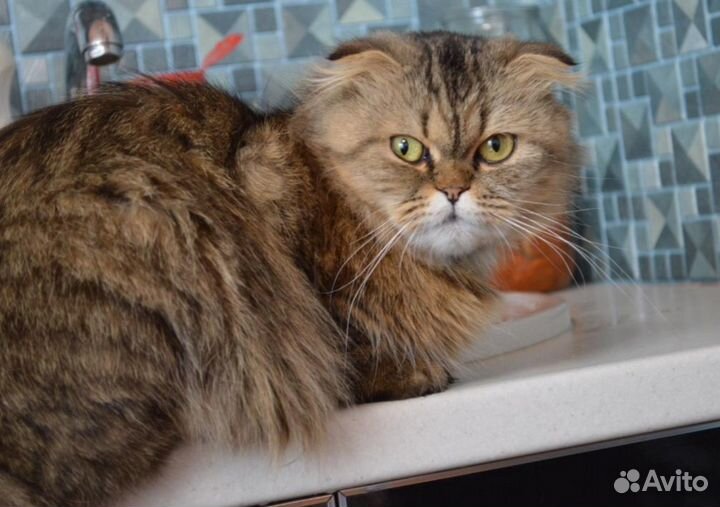 Продам котенка