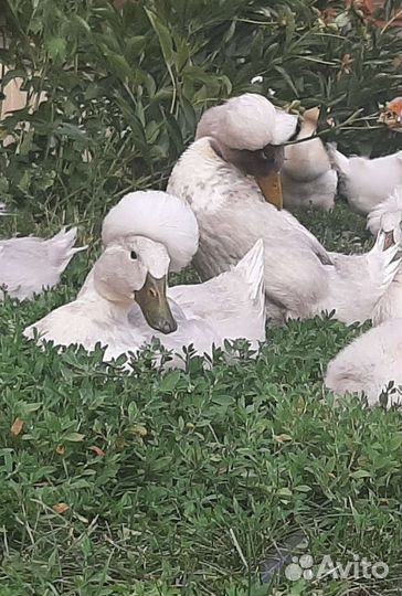 Хохлатые утки