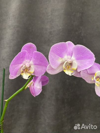 Орхидея фаленопсис