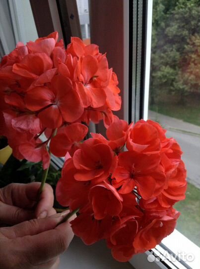 Пеларгония герань оранжевая