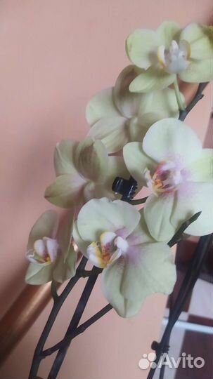 Орхидея фаленопсис
