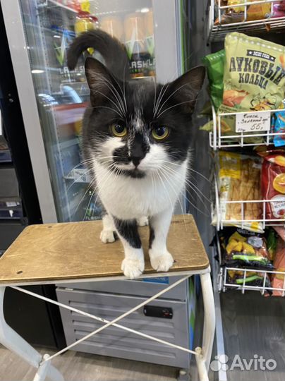 Молодой котик