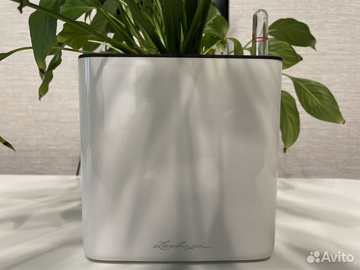 Спатифиллум в кашпо Lechuza Cube Glossy