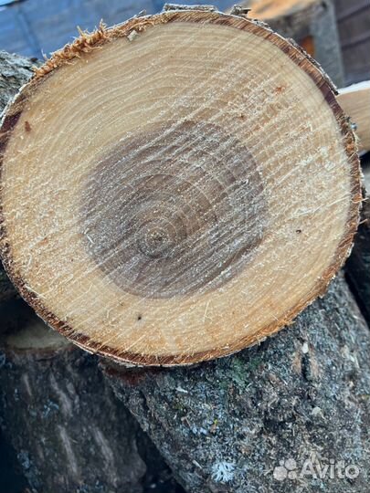 Спилы Дуба и др. породы