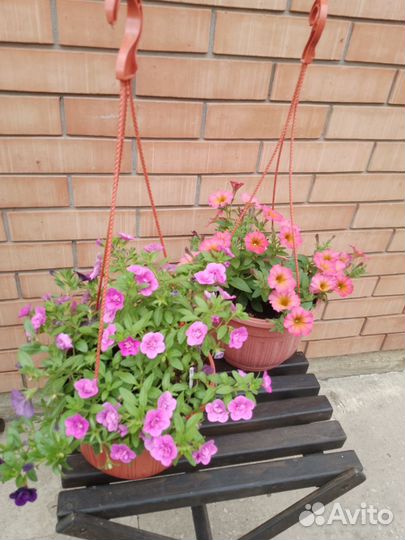 Петунии в кашпо