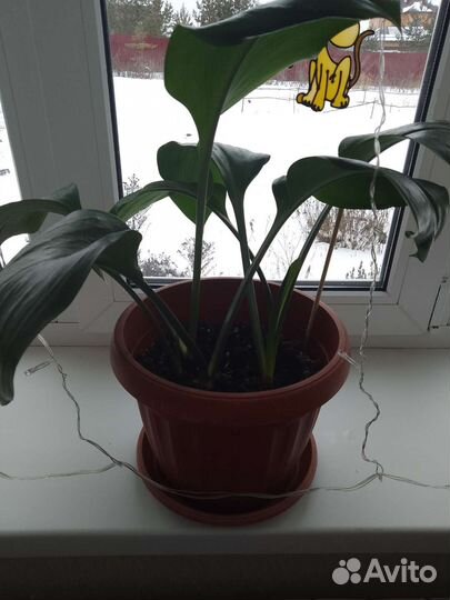 Цветы для дома