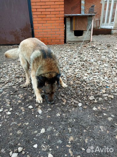 Собака кабель