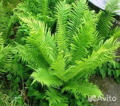 Папоротник