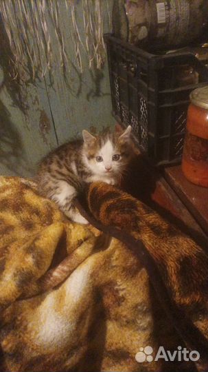 Кошка в дар