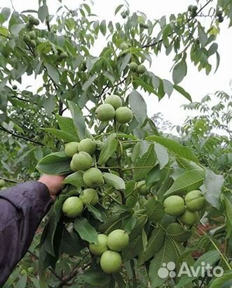 Саженцы орехов для посадки