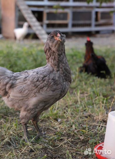 Инкубационные яйцо Амераукан