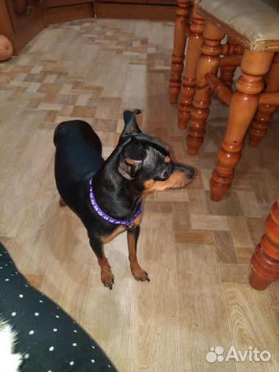 Той терьер вязка с любой маленькой собачкой