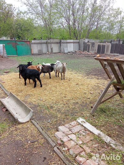 Ярки и баран