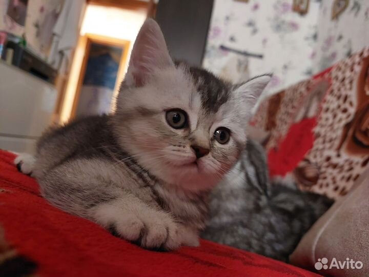 Шотландские котята