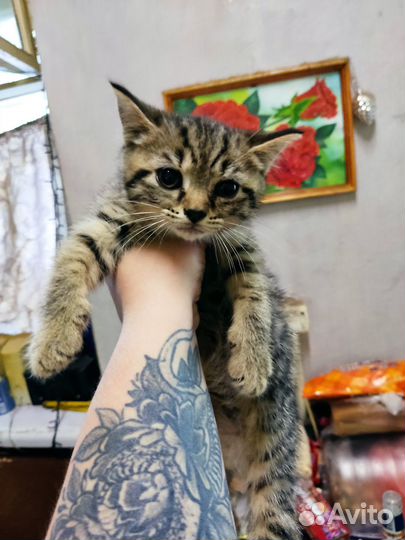 Котята в добрые руки