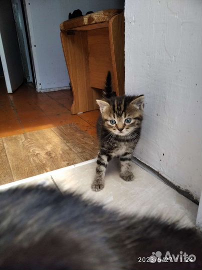 Котята бесплатно