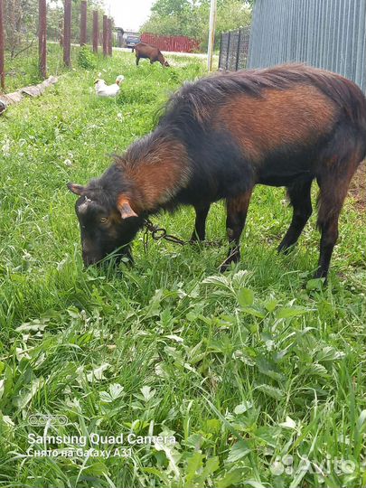 Чешский козел