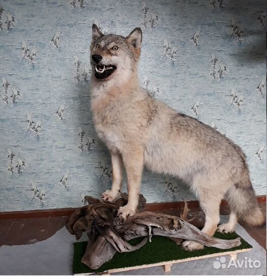 Чучела зверей и птиц