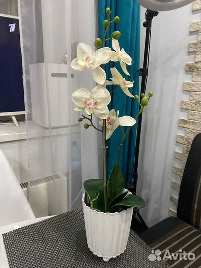 Кашпо и орхидея IKEA 53 см