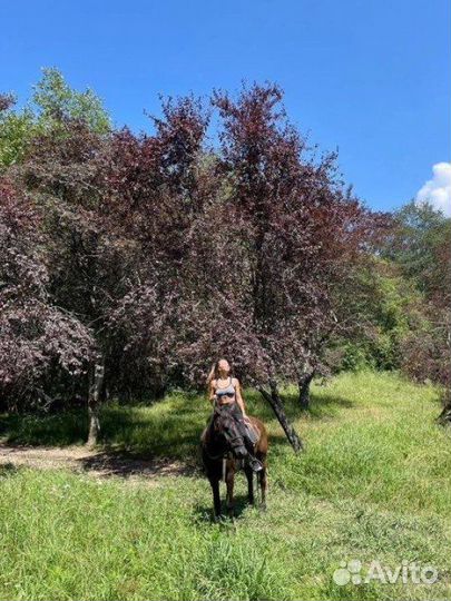 Конные прогулки с трансфером