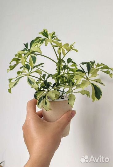 Комнатные растения