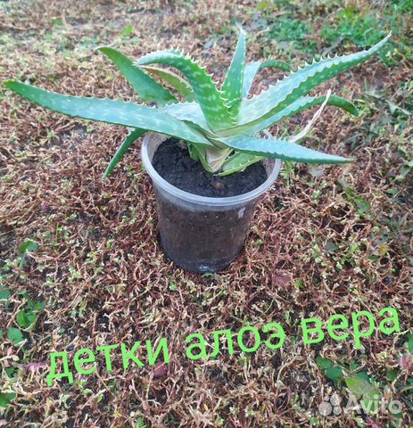 Продаю Алое Вера