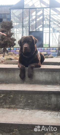 Продам щенков шоколадного Лабрадора