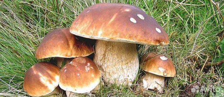 Грибы
