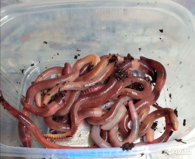 Червь Дендробена для рыбалки