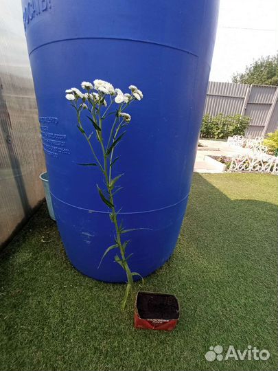 Тысячелистник махровый