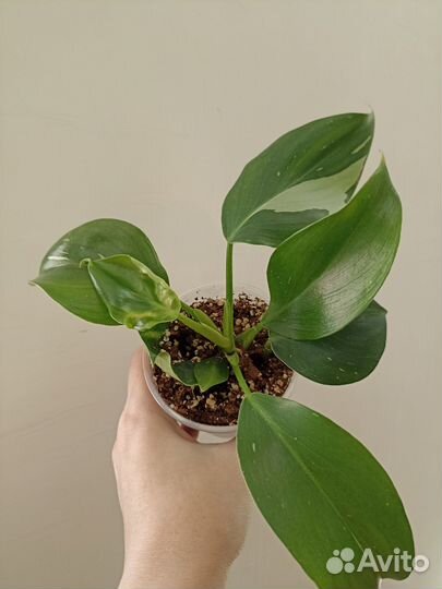 Philodendron white wizard