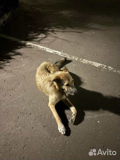 Пират ищет дом