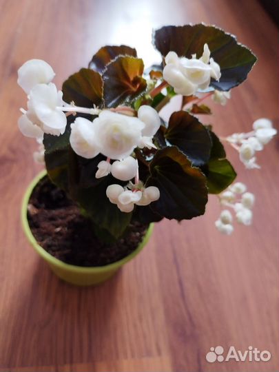 Бегония вечноцветущая белая