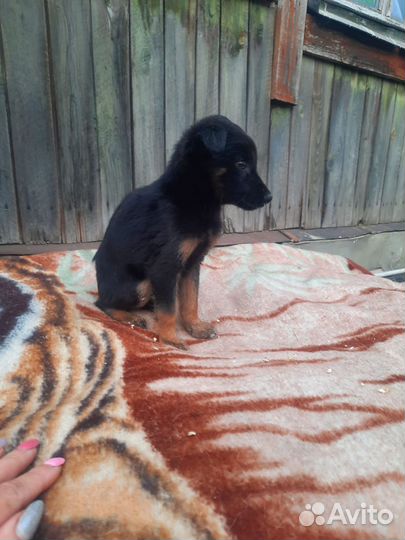 Щенок в добрые руки бесплатно